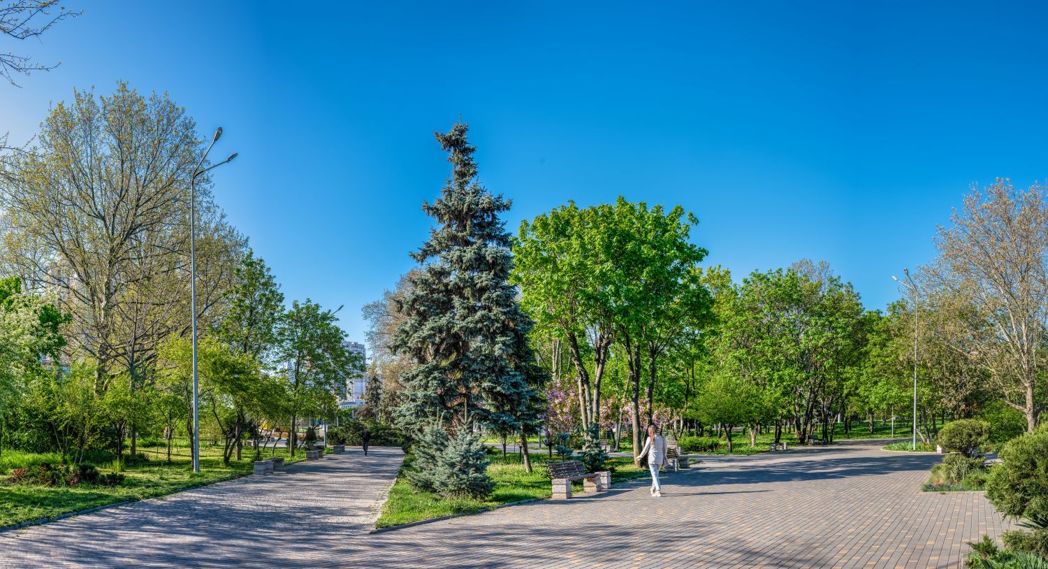Trees and pavements