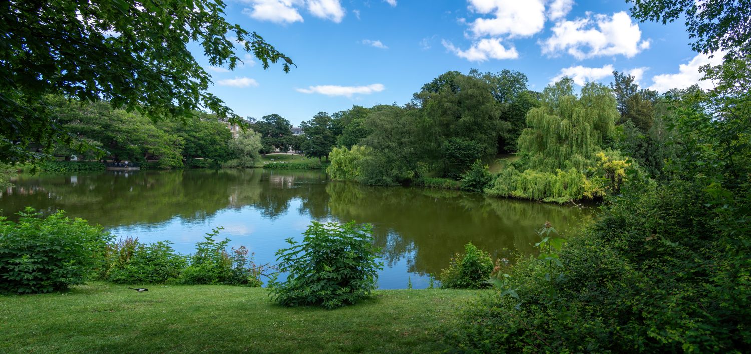 Lake surrounded by trees